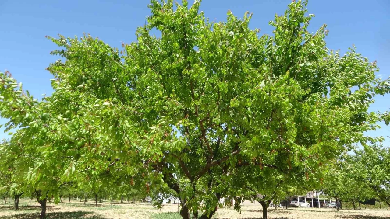 Malatya'da yeniden ye�eren kay�s� a�a�lar� �ift�ileri umutland�rd�