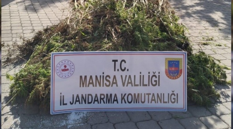 Manisa'da 721 kök kenevir ele geçirildi