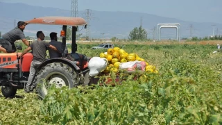Manisalı çiftçiler yaklaşık 600 ton kavun ve karpuzu ücretsiz dağıttı