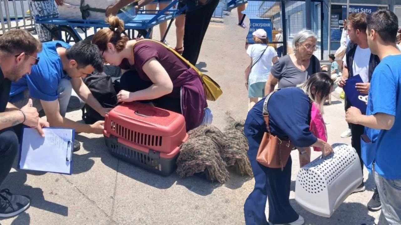 Marmara ve Avşa adalarına kimliksiz hayvan girişi yasaklandı