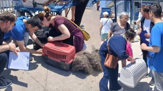 Marmara ve Ava adalarna kimliksiz hayvan girii yasakland