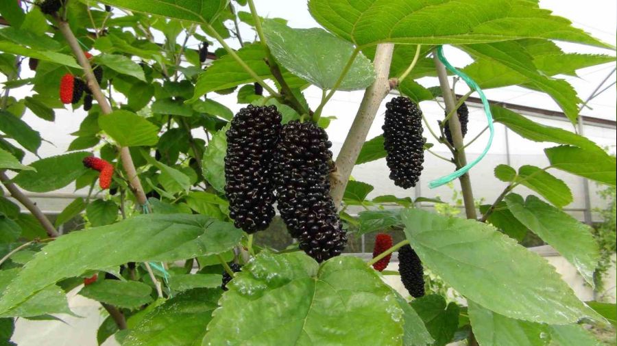 Mersin'de karadut hasad�: Kilosu 50 lira