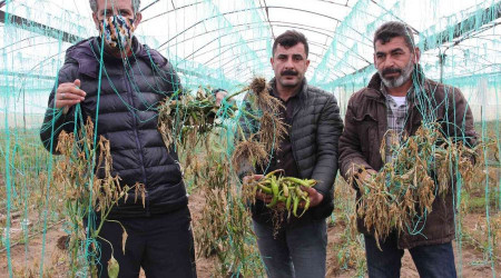 Mersin'i zirai don vurdu, seralarda ürün kalmadı