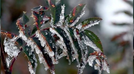 Meteoroloji'den 'zirai don' uyarısı