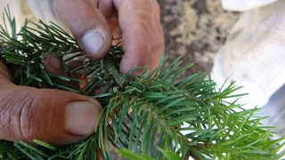 "Mezla balı" Avrupa'da derece hedefliyor
