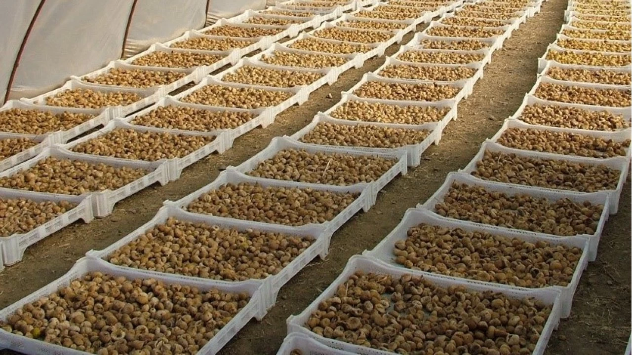 Mikotoksinlerle M�cadelede Yeni D�nem