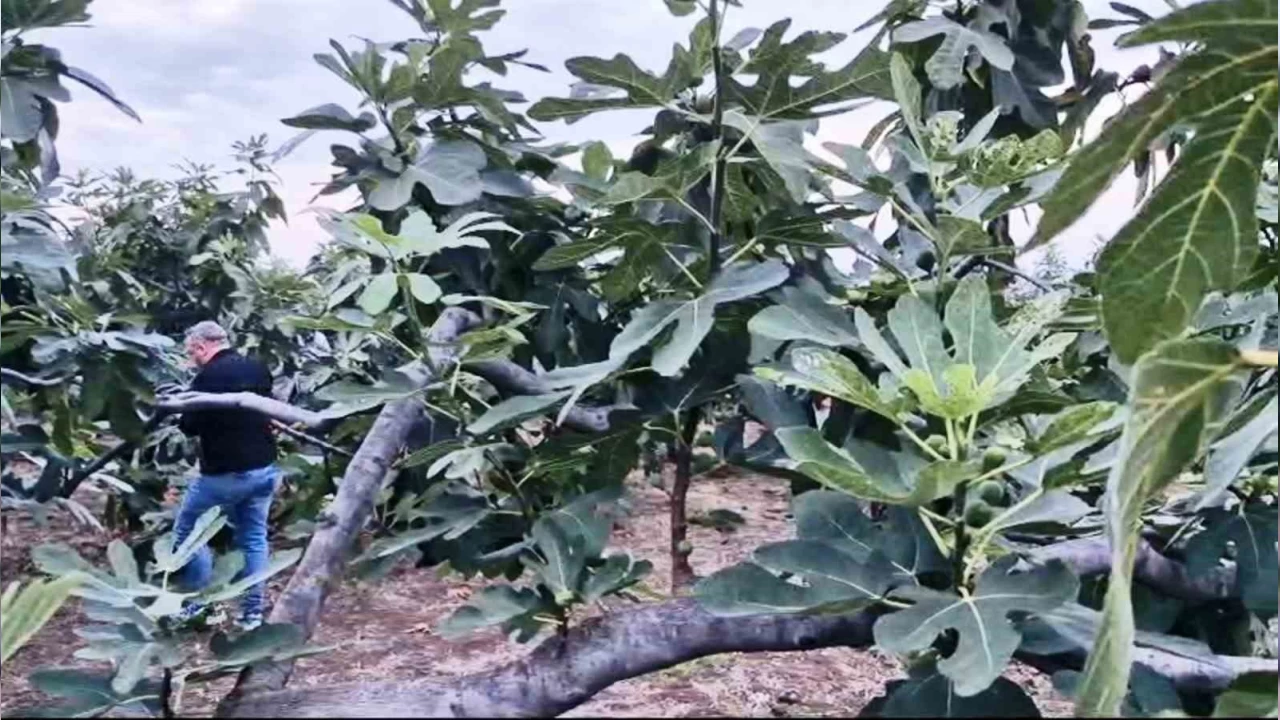 Mor patl�can incirinde hasat