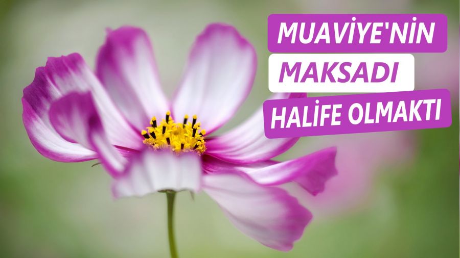 Muaviye’nin maksadı halife olmaktı
