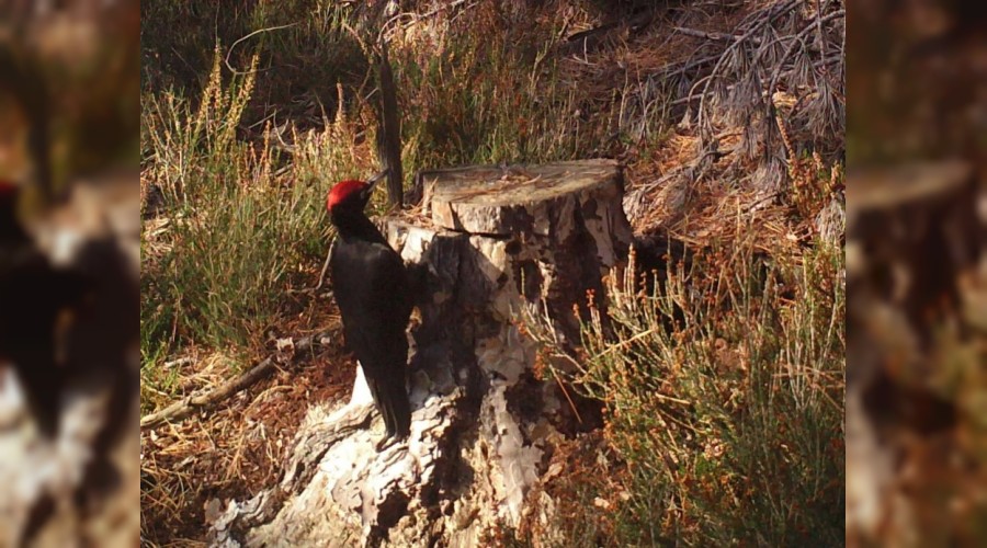 Nadir kuş türü fotokapanla görüntülendi