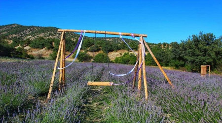 Nallıhan lavanta bahçeleri ile süslendi