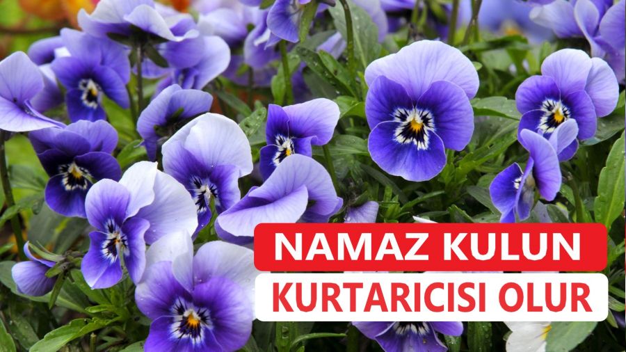 Namaz, kulun kurtarıcısı olur
