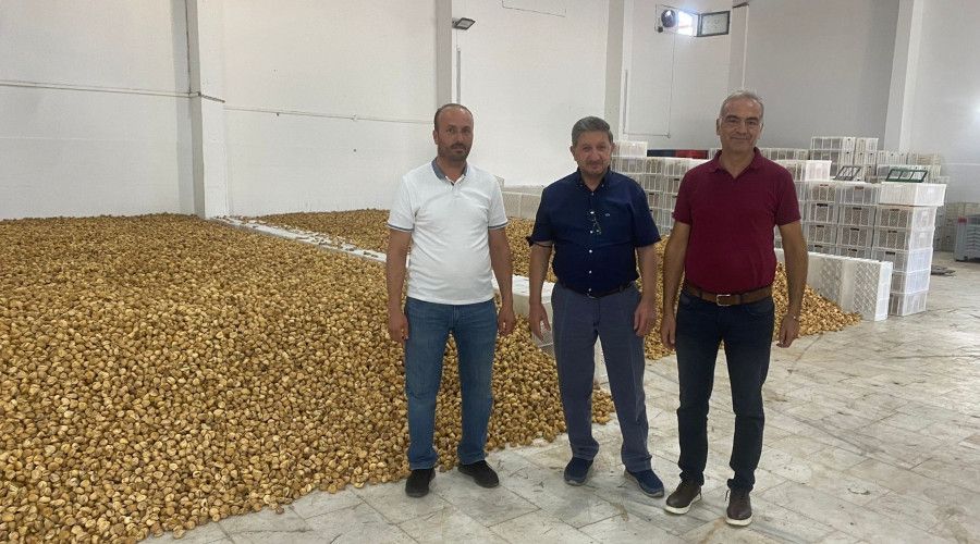 Nazilli'de kuru incir alım sezonu başladı