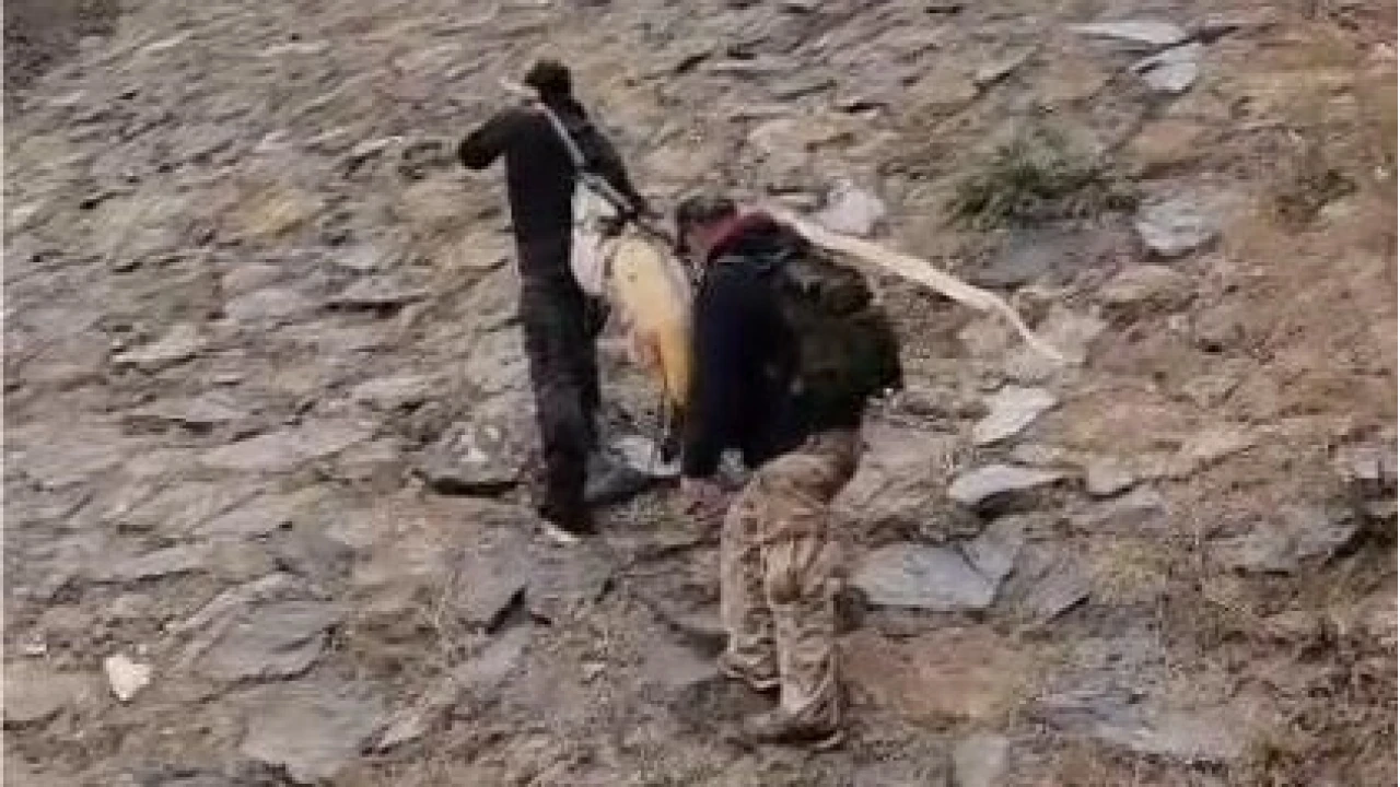 Nehirde 60 kiloluk dev turna balığı yakaladılar