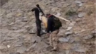 Nehirde 60 kiloluk dev turna bal yakaladlar