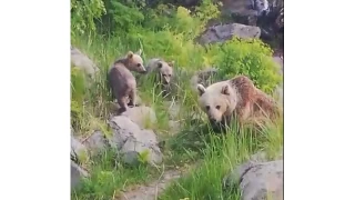 Nemrut Kalderas'nn maskot aylar yeniden ortaya kt