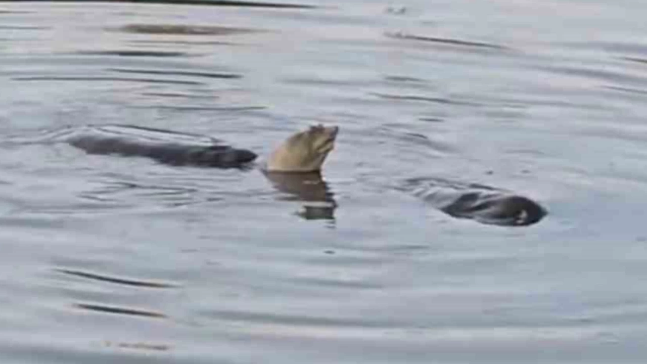 Nesli tehdit alt�ndaki 'F�rat kaplumba�alar�'