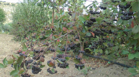 Nevşehir'de 'aronya' hasadı yapıldı