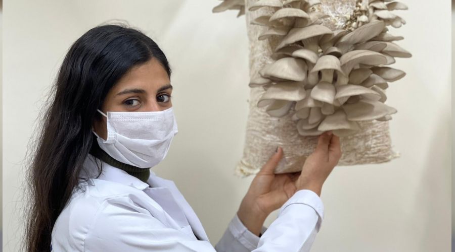 ��renciler istiridye mantarlar�n�n hasad�na ba�lad�