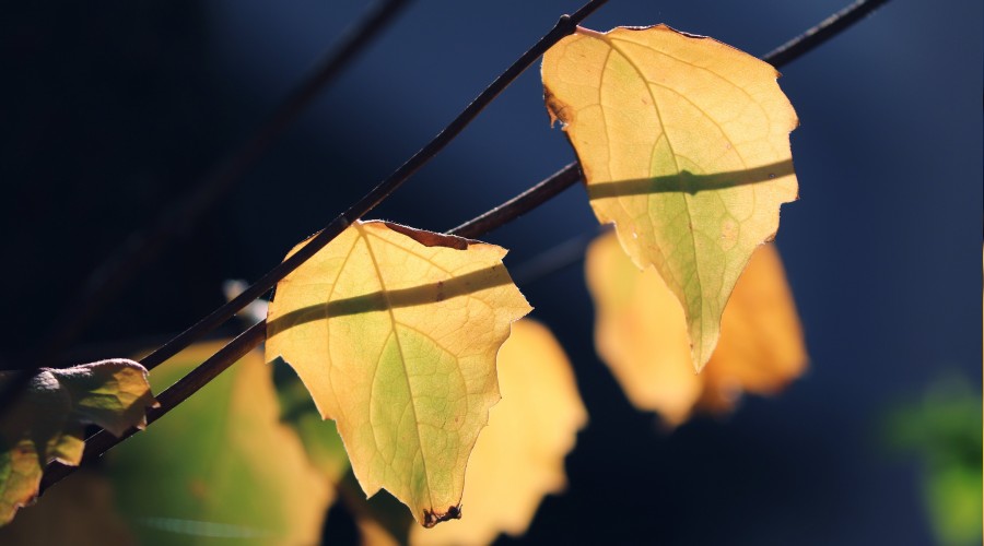 �O'na asla gizli de�ildir�