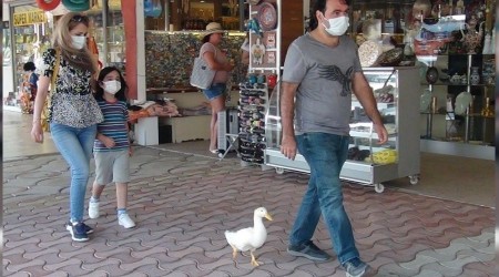 Ördekleriyle çarşı pazar geziyorlar