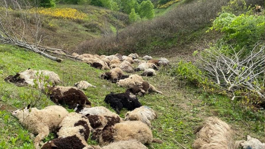 Ordu'da koyun s�r�lerine ay� sald�rd�: 76 koyun telef oldu