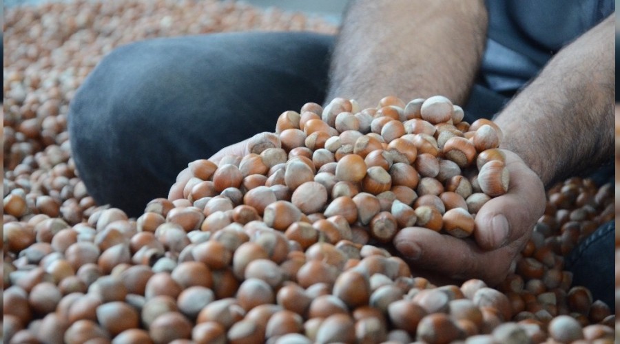 Ordu'da serbest piyasada f�nd�k 23,5 lira