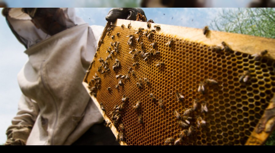 Organik ar�c�l��a kovan ba�� destek