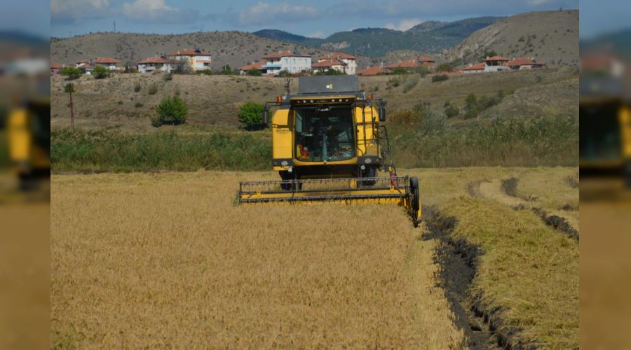 Osmancık'ta çeltik hasadı başladı