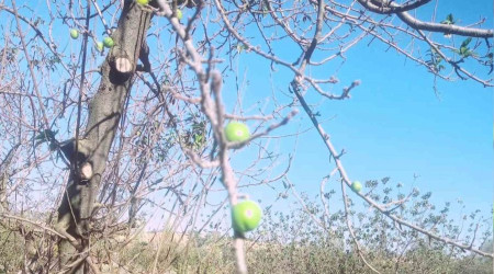 Papaz eriği sonbaharda ikinci ürününü verdi