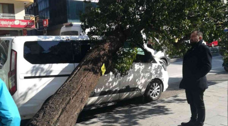 Park halindeki aracın üzerine ağaç devrildi