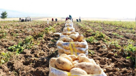 Patates ekimi kayt altna alnacak
