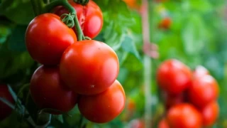 Patatesin Evrim Yolculuu Domatesle Balam