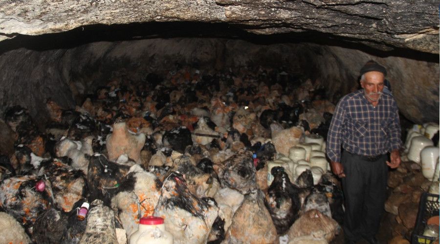 Peynirler mağaralarda 5 ayda olgunlaşıyor