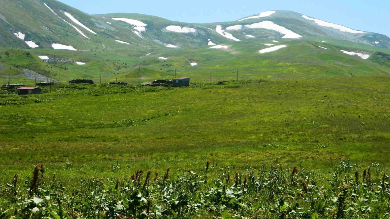 Posof'ta yayla mevsimi başladı