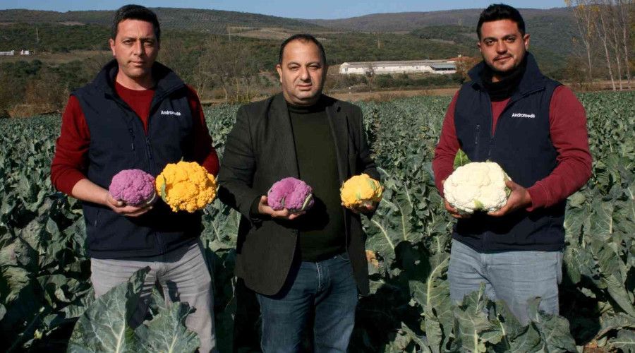 Renkli karnabaharlar hem göze, hem mideye hitap ediyor