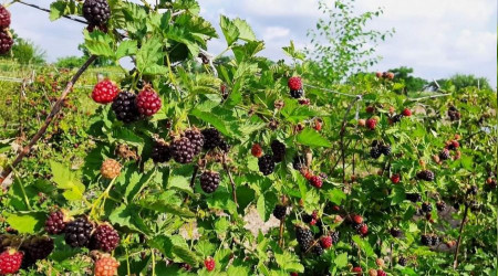 Sadece 5 dekardan 25 günde 300 bin lira kazanıyor
