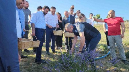 Safran'dan sonra lavanta üretimine rağbet arttı