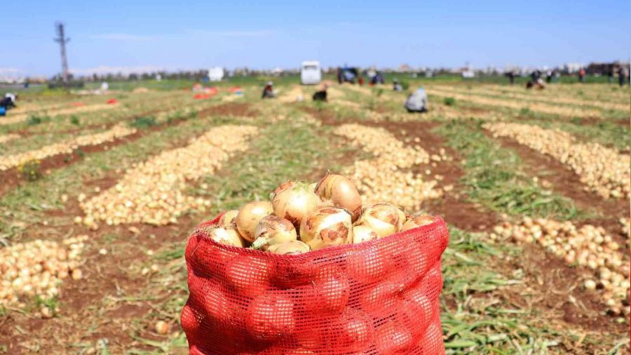 Sa�l�k deposu turfanda so�an hasad� ba�lad�