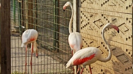 Sakarya'da hayvan kaçakçılarına operasyon