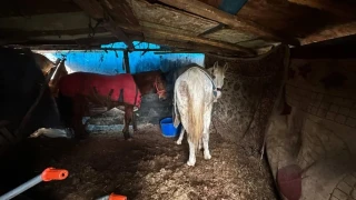 Sakarya'da yol kenar�ndaki kemikler jandarmay� at kasaplar�na g�t�rd�