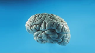 Sak�z �i�nemek Zihinsel G�c� Y�kseltiyor