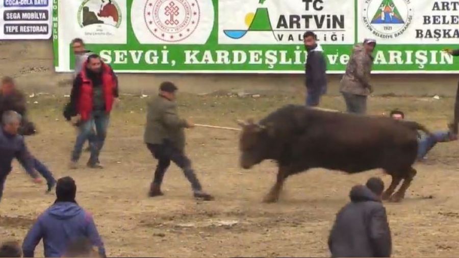 Şampiyon boğanın hışmına uğradılar