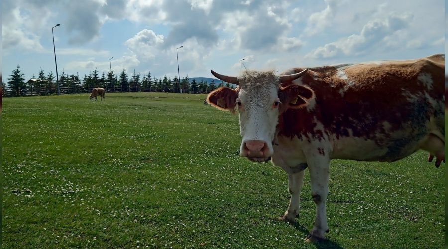 Samsun'da süt sığırcılığı geliştirilecek