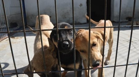Satın alma, sahiplen çağrısı karşılık buldu
