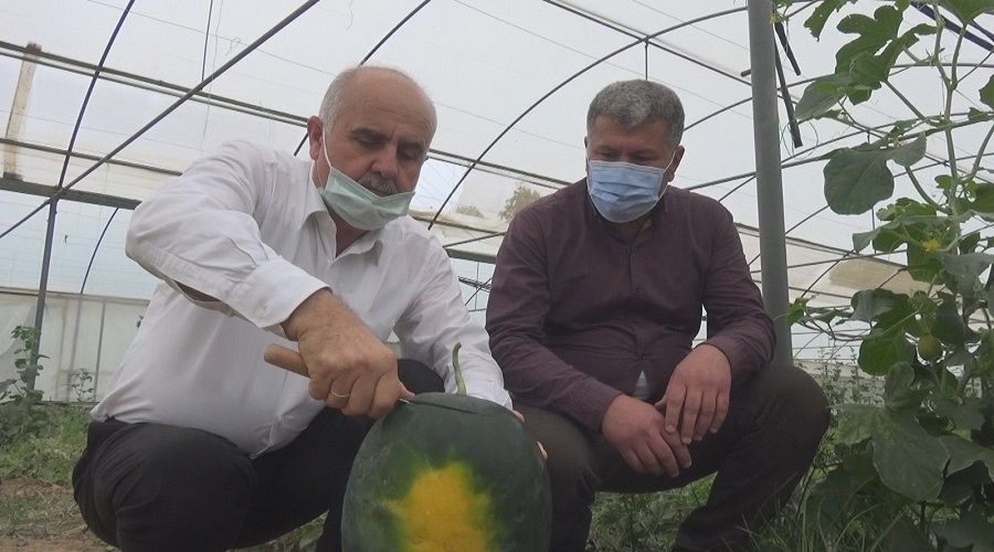 Sera karpuz �reticisinin y�z�n� g�ld�r�yor