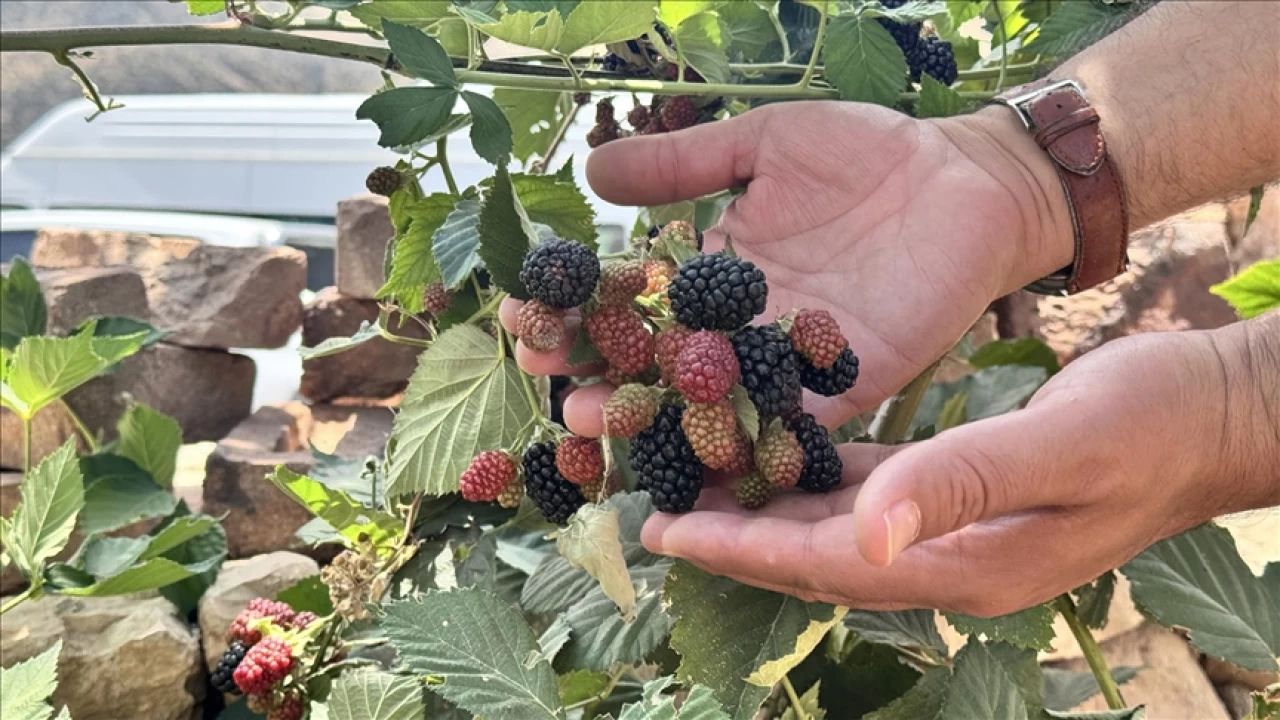 Siirt böğürtlen üretiminin merkezi oluyor