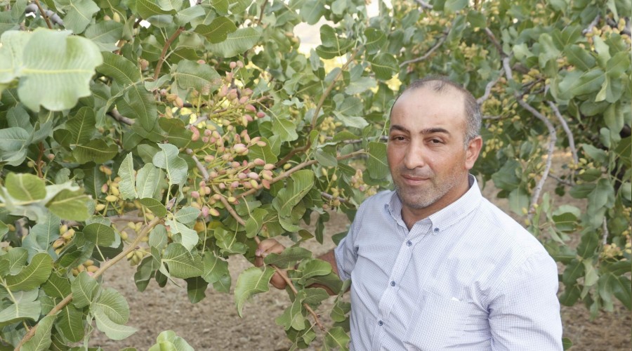 Siirt fıstığında fiyat şoku