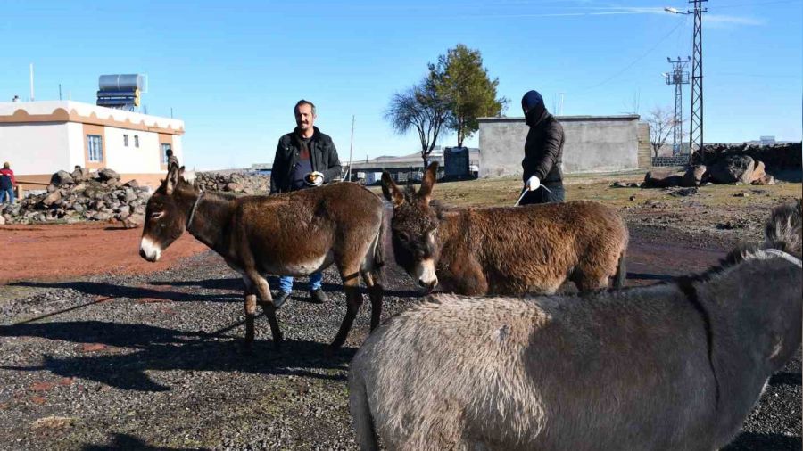 Siverek'te başıboş eşekler toplanıyor