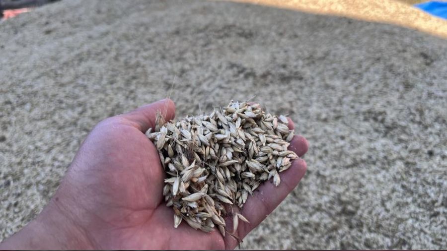 Siyez bu�dayda hasat ba�lad� 