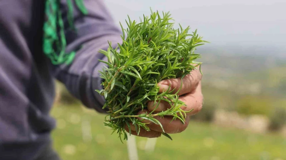 Sofralar�n vazge�ilmezi zahterde bereketli hasat